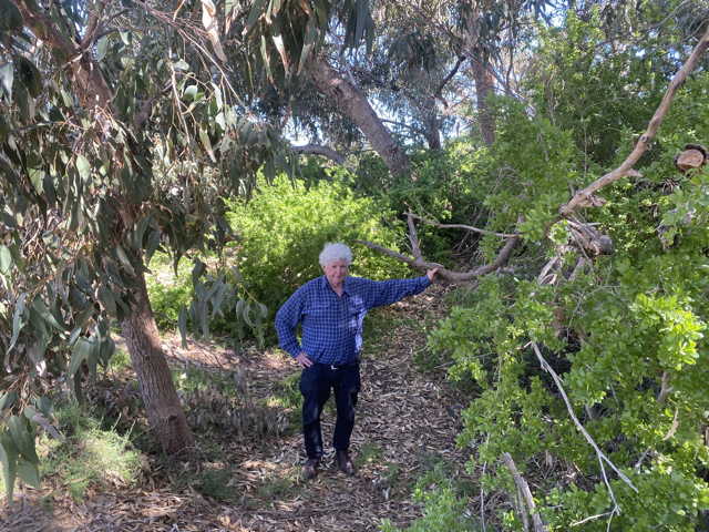 Nullabor Forest Therapy