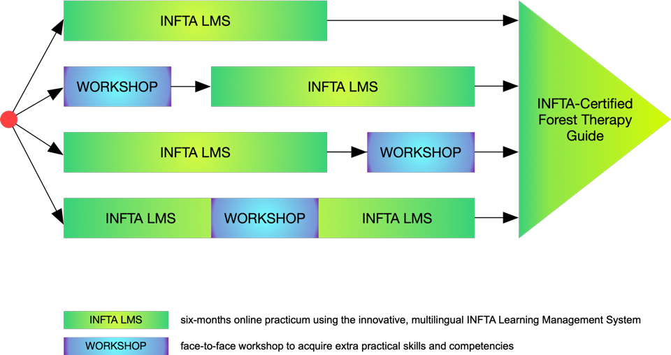 Forest Therapy Guide training pathways